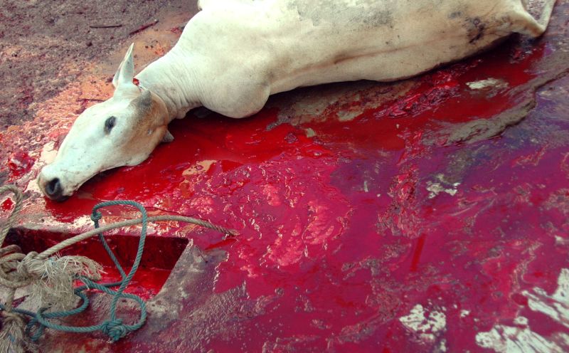 „Eid al-Adha“: Muslime foltern Tiere zu Tode