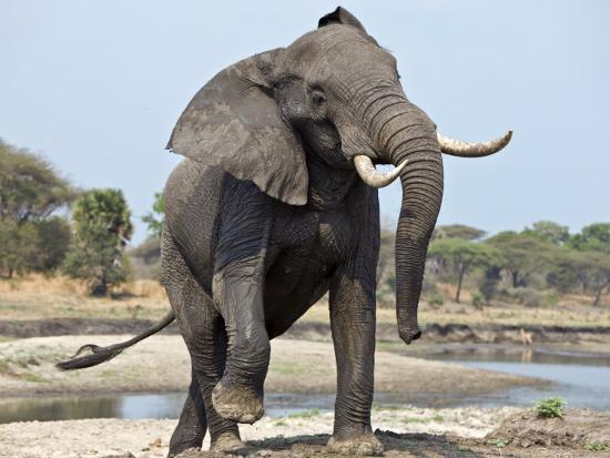 Botswana sauer auf Grüne Ignoranz: "Nehmt doch 20.000 Elefanten!"