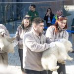 Ungarn: Zwei Eisbären-Jungs in Zoo auf Sprung ins Leben (Videos)